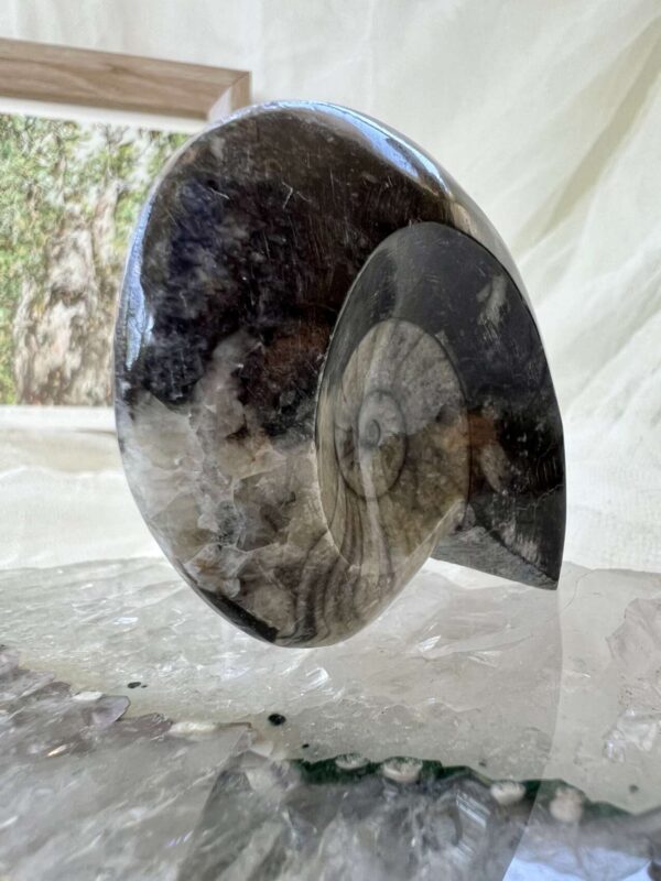 Goniatite - Image 5