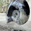 goniatite fossil ancient ammonite extinct sea creature invertebrate