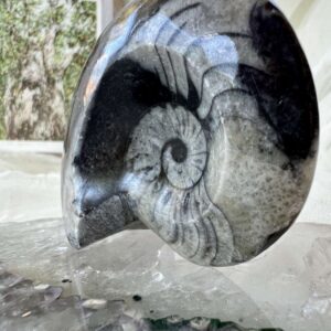 goniatite fossil ancient ammonite extinct sea creature invertebrate