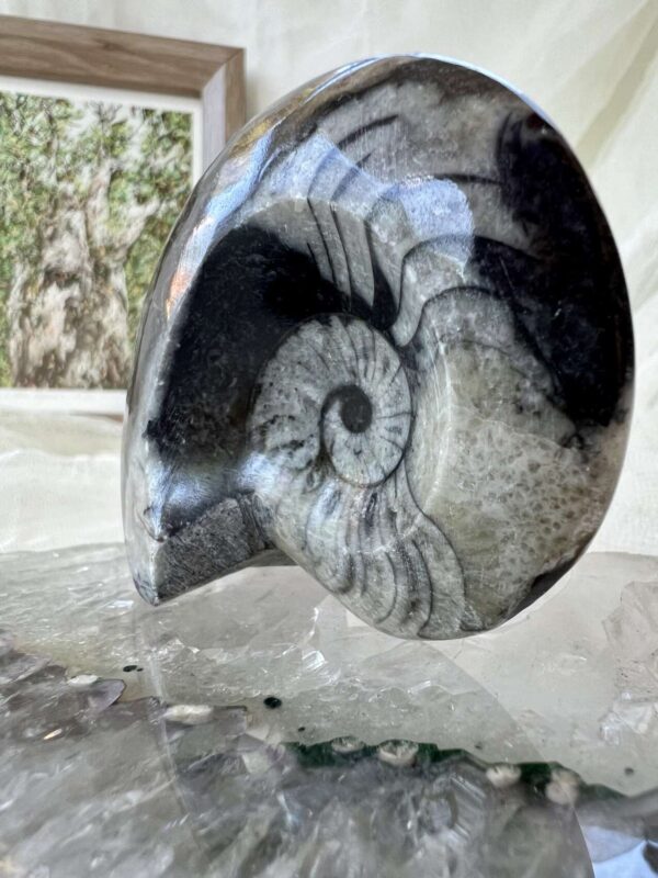 goniatite fossil ancient ammonite extinct sea creature invertebrate