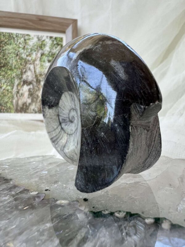 Goniatite - Image 3