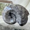 goniatite fossil ancient ammonite extinct sea creature invertebrate