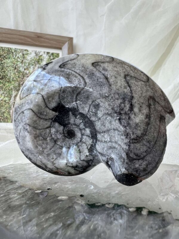 goniatite fossil ancient ammonite extinct sea creature invertebrate