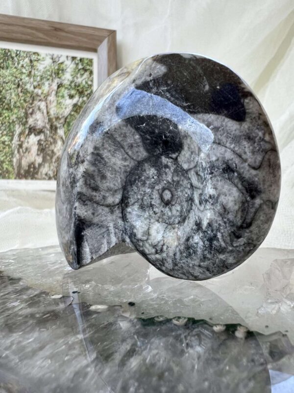 Goniatite - Image 3