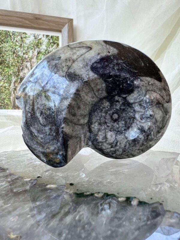 Goniatite - Image 4