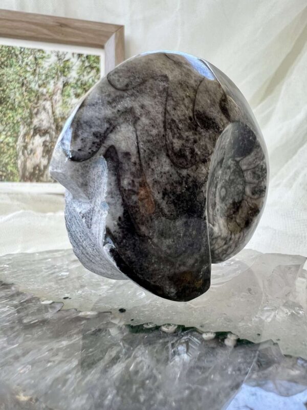 Goniatite - Image 5