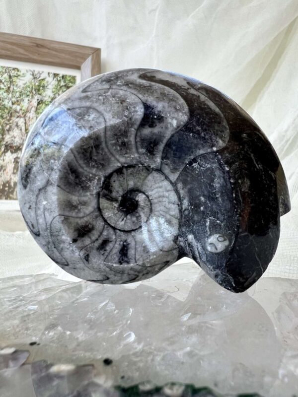 Goniatite - Image 4