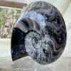 goniatite fossil ancient ammonite extinct sea creature invertebrate