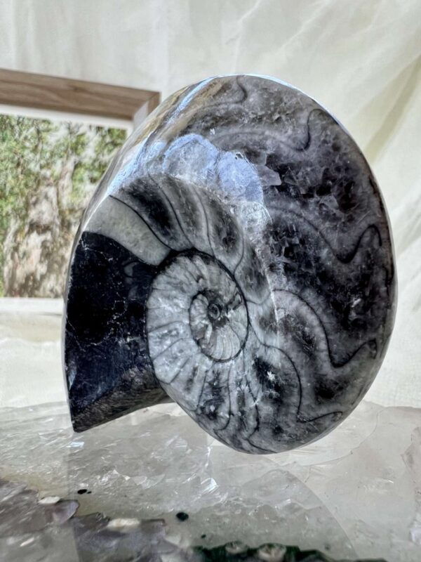 goniatite fossil ancient ammonite extinct sea creature invertebrate
