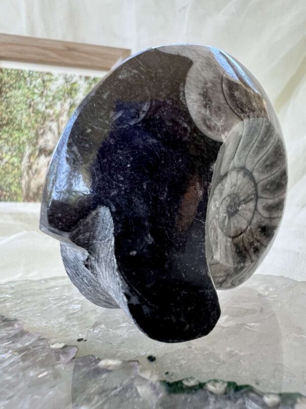 Goniatite - Image 3