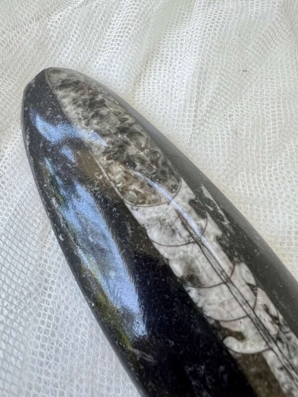 Orthoceras - Image 2