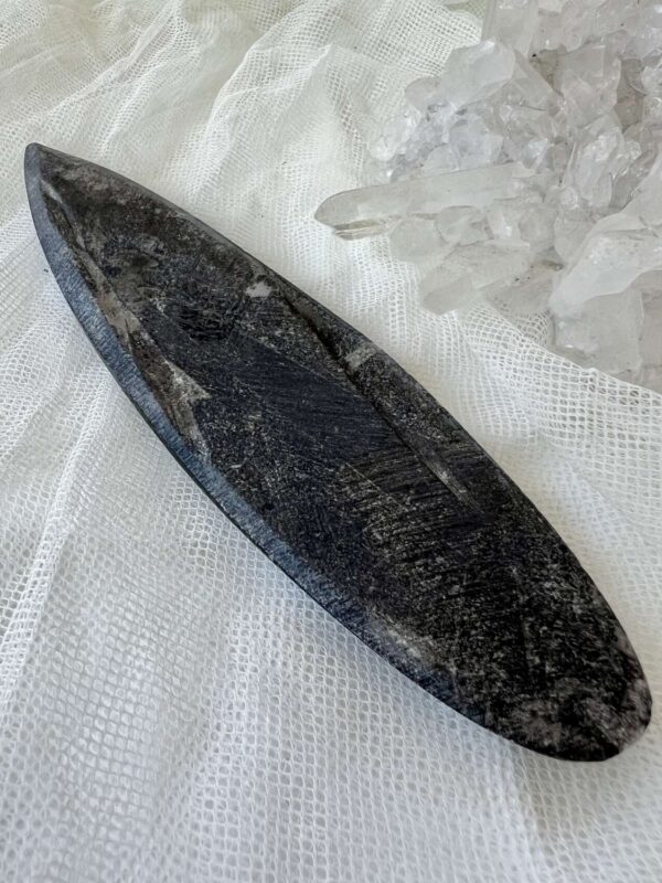 Orthoceras - Image 3