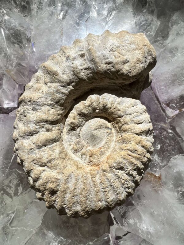 Ammonite - Image 3