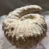 ammonite fossil ancient sea creature Cretaceous, Jurassic