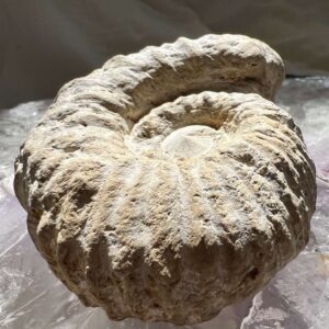 ammonite fossil ancient sea creature Cretaceous, Jurassic