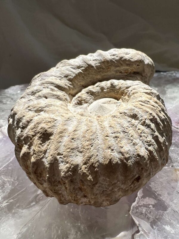ammonite fossil ancient sea creature Cretaceous, Jurassic