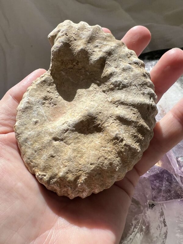 Ammonite - Image 4