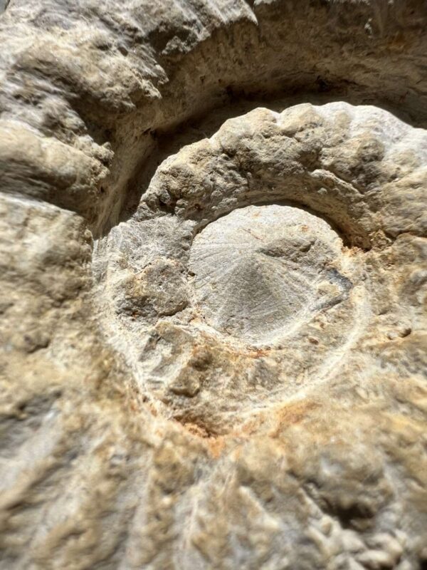 Ammonite - Image 2