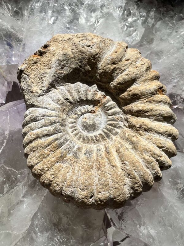 Ammonite - Image 3