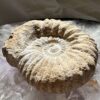 Cretaceous, Jurassic ammonite fossil ancient extinct cephalopod