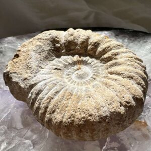 Cretaceous, Jurassic ammonite fossil ancient extinct cephalopod