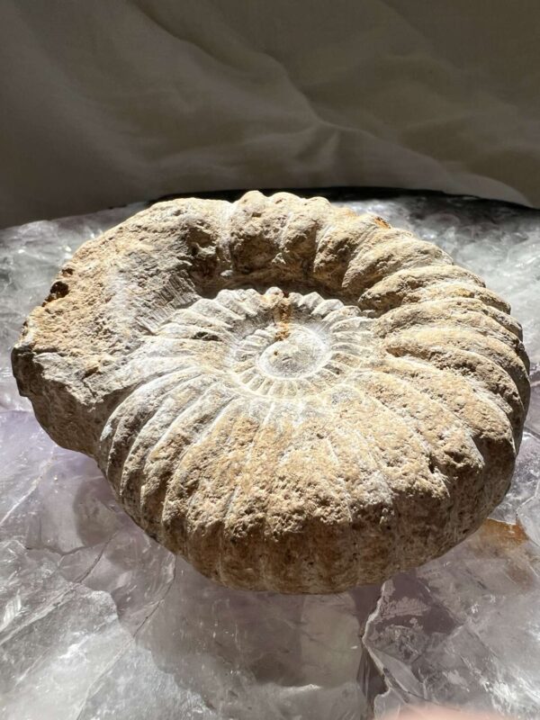 Cretaceous, Jurassic ammonite fossil ancient extinct cephalopod