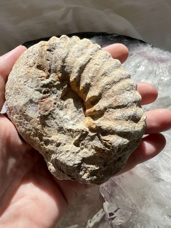 Ammonite - Image 4