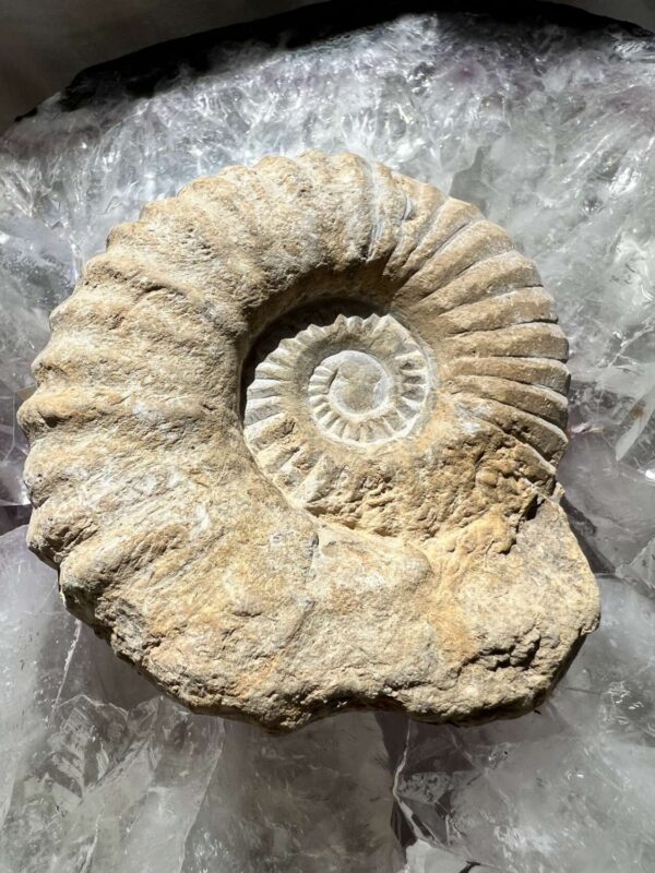 Ammonite - Image 3