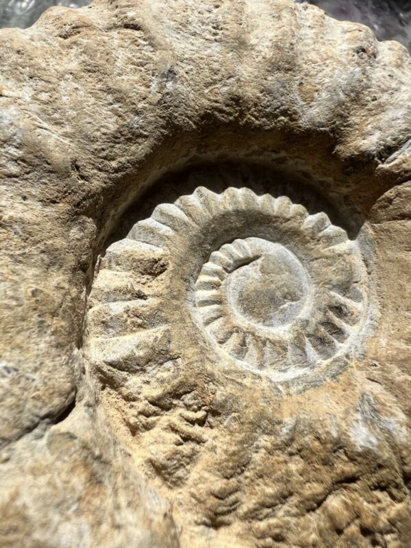 Ammonite - Image 2