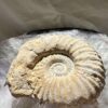 ammonite extinct Cretaceous, Jurassic cephalopod for sale