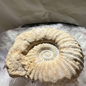 ammonite extinct Cretaceous, Jurassic cephalopod for sale