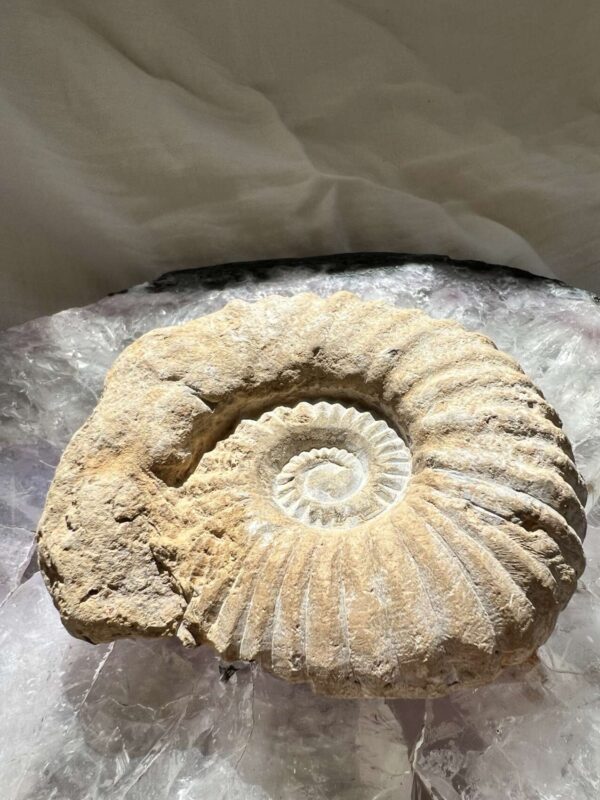 ammonite extinct Cretaceous, Jurassic cephalopod for sale