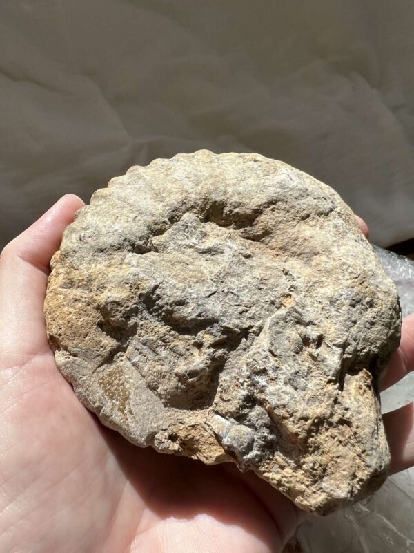 Ammonite - Image 4