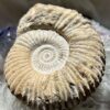 ammonite fossil extinct cephalopod Cretaceous, Jurassic