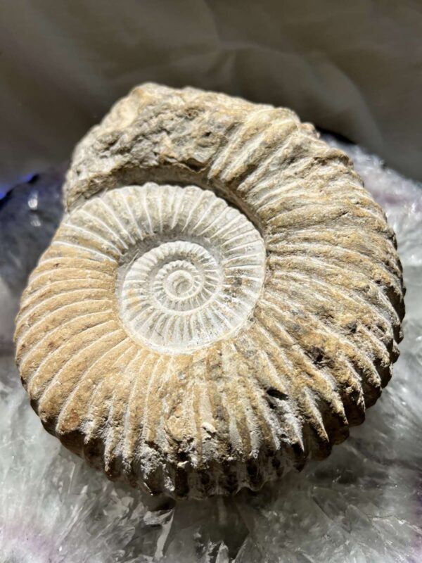 ammonite fossil extinct cephalopod Cretaceous, Jurassic