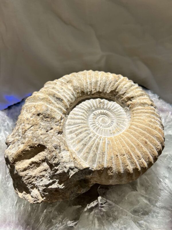 Ammonite - Image 3