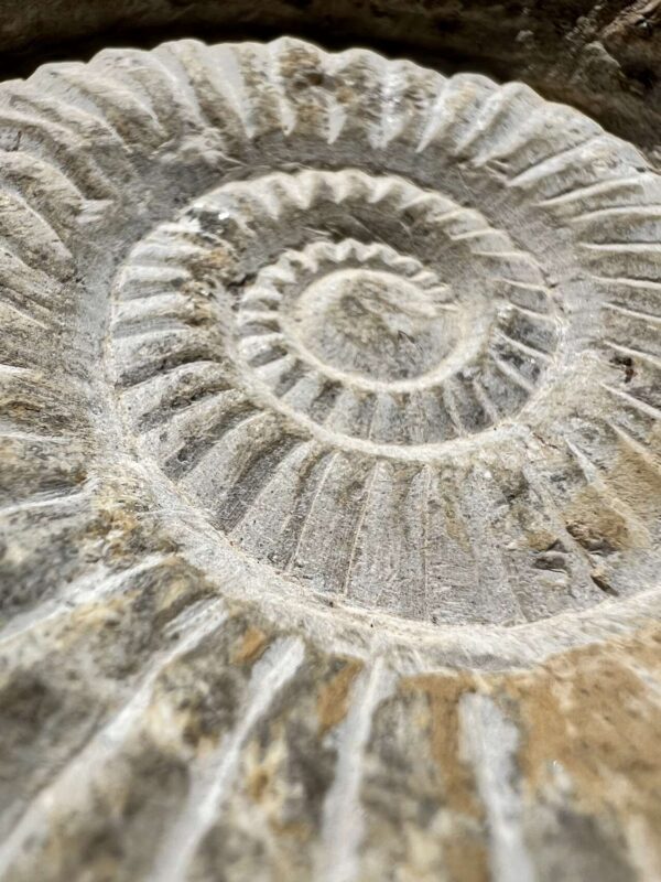 Ammonite - Image 2