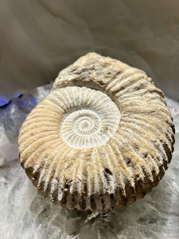 Ammonite - Image 6