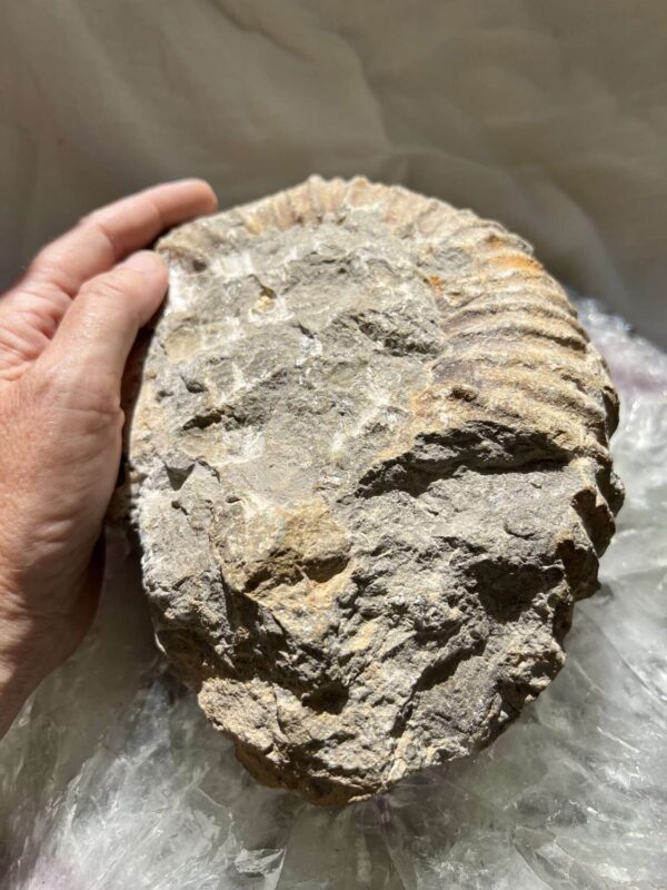 Ammonite - Image 5