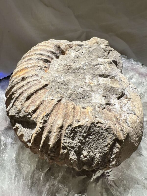 Ammonite - Image 4