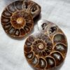 Cretaceous, Jurassic ammonite fossil sliced and polished