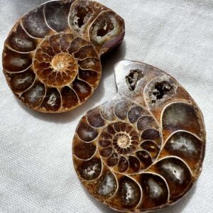 Cretaceous, Jurassic ammonite fossil sliced and polished