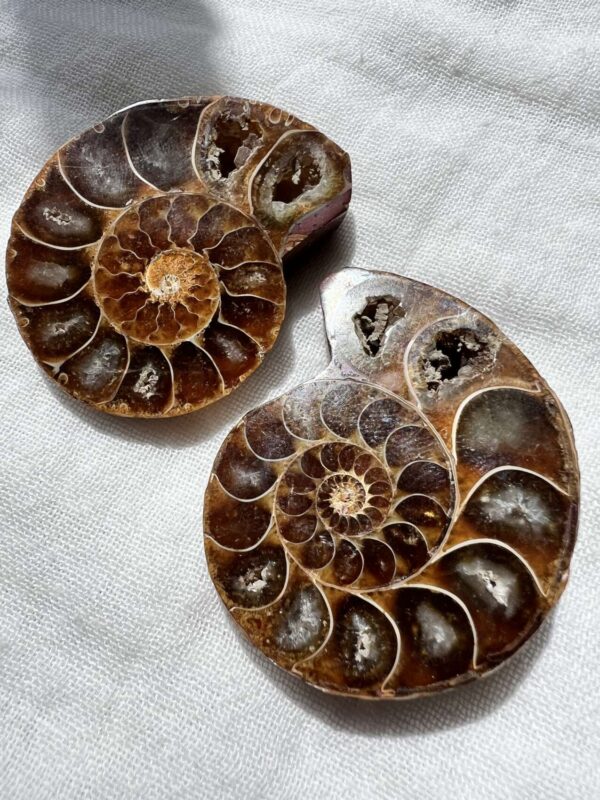 Cretaceous, Jurassic ammonite fossil sliced and polished