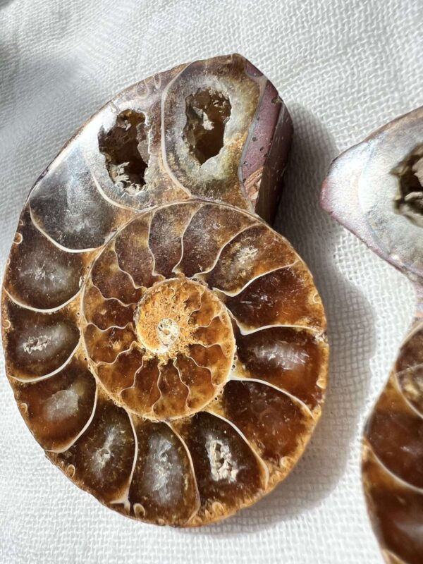 Ammonite pair - Image 2
