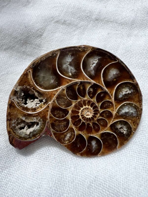 Ammonite pair - Image 3