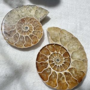 ammonite pair ancient fossil Cretaceous, Jurassic cephalopod