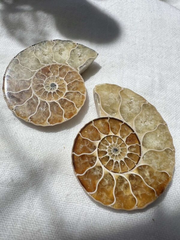 ammonite pair ancient fossil Cretaceous, Jurassic cephalopod