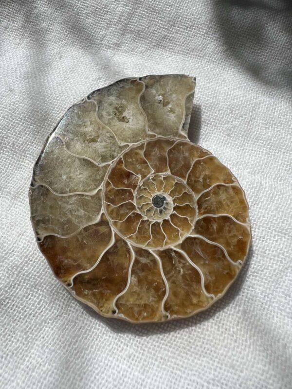 Ammonite pair - Image 2