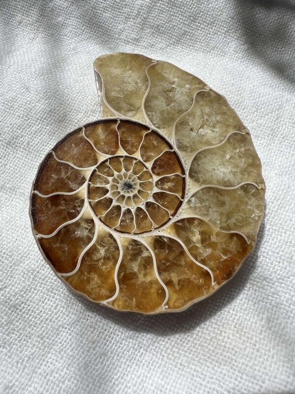 Ammonite pair - Image 3