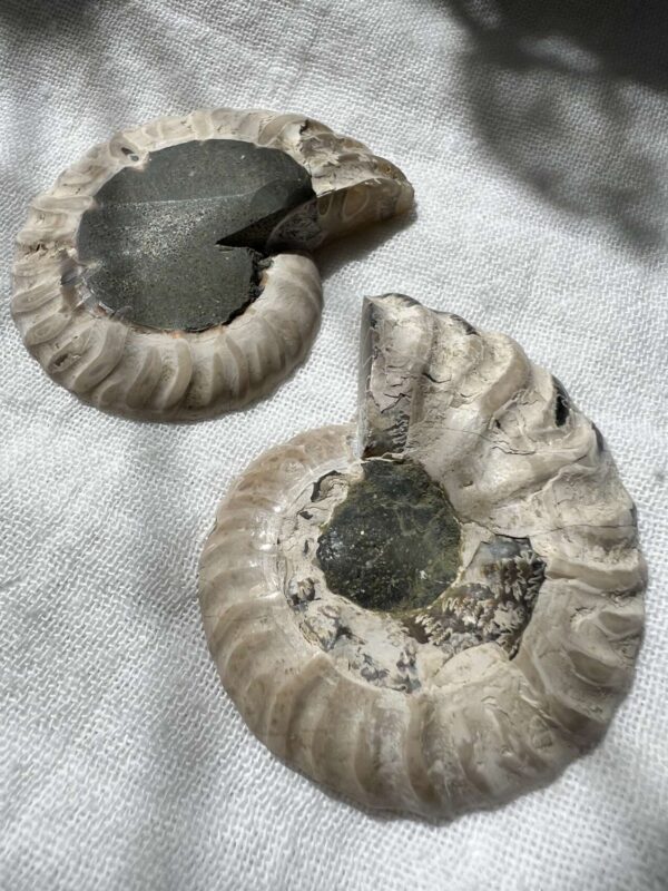 Ammonite pair - Image 4